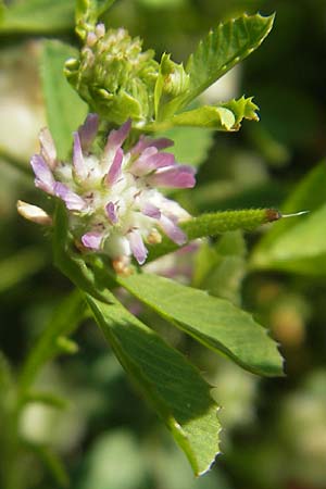 Trifolium tomentosum \ Filziger Klee, Korsika Speloncato 24.5.2010