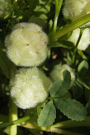 Trifolium tomentosum \ Filziger Klee / Wooly Clover, Korsika/Corsica Speloncato 24.5.2010