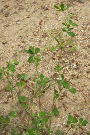 Trifolium glomeratum \ Knuel-Klee / Clustered Clover, Korsika/Corsica Porto 28.5.2010