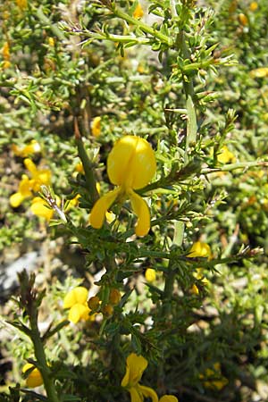 Genista corsica \ Korsischer Ginster / Corsican Broom, Korsika/Corsica Col de Teghime 23.5.2010