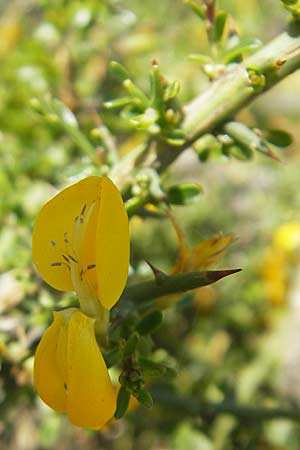 Genista corsica \ Korsischer Ginster / Corsican Broom, Korsika/Corsica Col de Teghime 23.5.2010