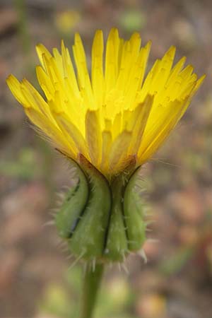 Urospermum picroides \ Bitterkraut-Schwefelkpfchen / Prickly Goldenfleece, Korsika/Corsica Porto 28.5.2010