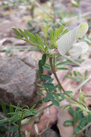 Vicia lutea \ Gelbe Wicke, Korsika Porto 28.5.2010