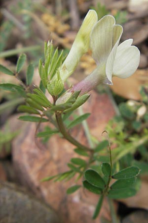 Vicia lutea \ Gelbe Wicke, Korsika Porto 28.5.2010