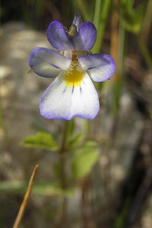 Viola kitaibeliana / Dwarf Pansy, Corsica Restonica 26.5.2010