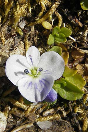 Veronica repens \ Kriechender Ehrenpreis / Creeping Speedwell, Korsika/Corsica Restonica 26.5.2010