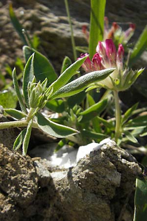 Anthyllis vulneraria subsp. praepropera \ Roter Wundklee / Red Kidney Vetch, Korsika/Corsica Col de Teghime 23.5.2010