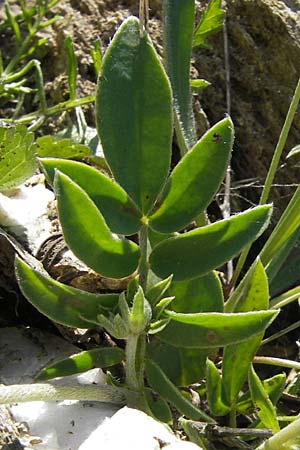 Anthyllis vulneraria subsp. praepropera \ Roter Wundklee / Red Kidney Vetch, Korsika/Corsica Col de Teghime 23.5.2010