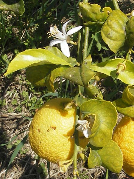 Citrus x limon / Lemon Tree, Corsica L'Ile-Rousse 24.5.2010