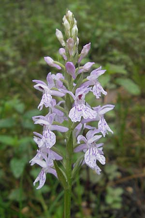 Dactylorhiza saccifera \ Langährige Fingerwurz, Langähriges Knabenkraut, Korsika/Corsica,  Zonza 2.6.2010 