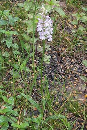 Dactylorhiza saccifera \ Langährige Fingerwurz, Langähriges Knabenkraut, Korsika/Corsica,  Zonza 2.6.2010 