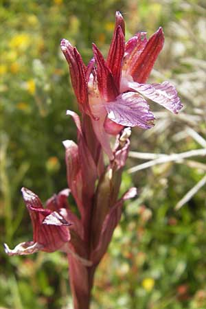 Anacamptis papilionacea subsp. grandiflora \ Großblütiges Schmetterlings-Knabenkraut / Butterfly Orchid, Korsika/Corsica,  Scala di Santa Regina 27.5.2010 