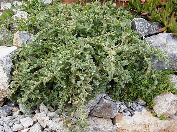 Lycopsis aegyptiaca \ Gelbe Ochsenzunge / Egyptian Alkanet, Eastern Anchusa, Kreta/Crete Moni Kapsa 10.4.2015