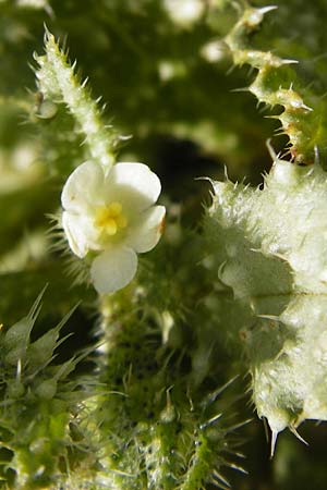 Lycopsis aegyptiaca \ Gelbe Ochsenzunge, Kreta Moni Kapsa 10.4.2015