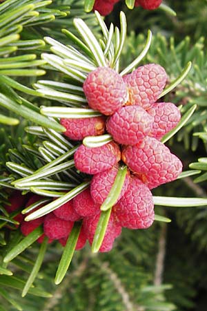 Abies cephalonica \ Griechische Tanne / Grecian Fir, Kreta/Crete Mesa Lasithi 7.4.2015