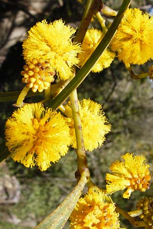 Acacia retinodes \ Immerblhende Akazie, Kreta Kato Arhanes 1.4.2015