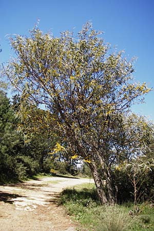 Acacia retinodes \ Immerblhende Akazie / Water Wattle, Kreta/Crete Kato Arhanes 1.4.2015