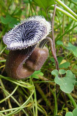 Aristolochia cretica \ Kretische Osterluzei / Cretan Birthwort, Kreta/Crete Preveli Strand/Beach 3.4.2015