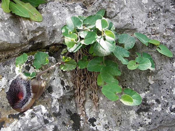 Aristolochia cretica / Cretan Birthwort, Crete Preveli Beach 3.4.2015