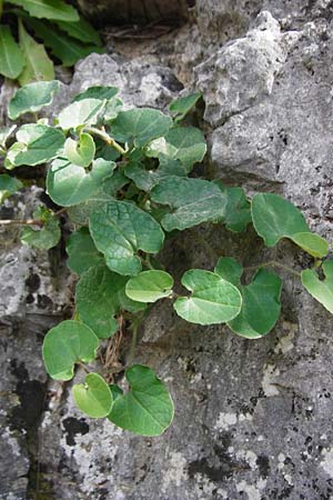 Aristolochia cretica \ Kretische Osterluzei / Cretan Birthwort, Kreta/Crete Preveli Strand/Beach 3.4.2015