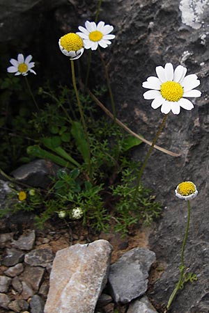 Anthemis chia \ Chios-Hundskamille / Chios Chamomile, Kreta/Crete Chora Sfakion 4.4.2015