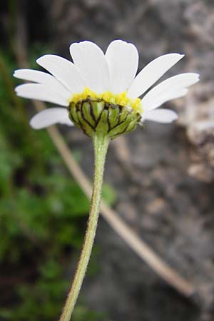 Anthemis chia \ Chios-Hundskamille / Chios Chamomile, Kreta/Crete Chora Sfakion 4.4.2015