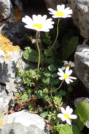 Anthemis chia \ Chios-Hundskamille / Chios Chamomile, Kreta/Crete Arhanes, Jouhtas 30.3.2015