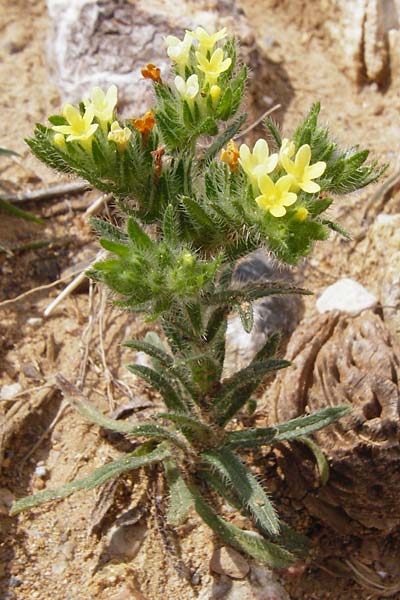 Neatostema apulum \ Apulischer Steinsame / Yellow Gromwell, Kreta/Crete Preveli 3.4.2015