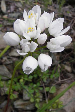 Allium longanum / Longa's Garlic, Crete Vai 9.4.2015