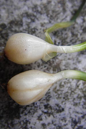 Allium rubrovittatum \ Rotgestreifter Lauch / Red-Striped Garlic, Kreta/Crete Moni Kapsa 14.4.2015