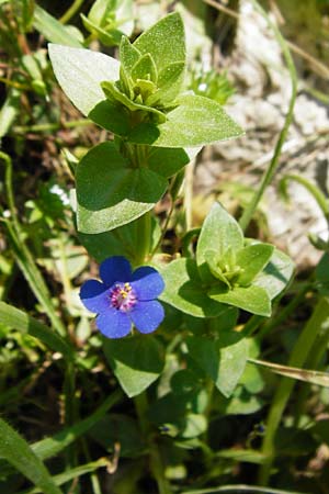 Lysimachia loeflingii \ Acker-Gauchheil, Kreta Kato Arhanes 1.4.2015