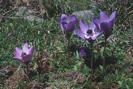 Anemone coronaria / Poppy Anemone, Crown Anemone, Crete Mallia 6.4.1990