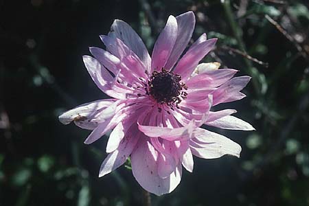 Anemone coronaria / Poppy Anemone, Crown Anemone, Crete Phaistos 15.2.2002