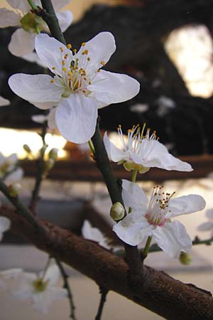 Prunus armeniaca \ Aprikose, Marille, Kreta Arhanes 30.3.2015