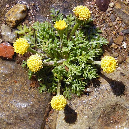 Anthemis rigida / Rayless Chamomile, Crete Moni Toplou 9.4.2015