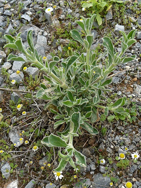 Pallenis spinosa ? \ Stechendes Sternauge / Pallensis, Kreta/Crete Arhanes, Jouhtas 30.3.2015