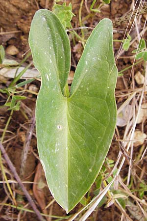 Arisarum vulgare / Friar's Cowl, Crete Knossos 31.3.2015