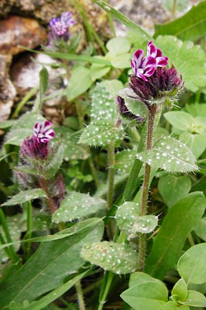 Anchusella variegata \ Bunte Ochsenzunge / Variegated Anchusa, Kreta/Crete Aradena 4.4.2015