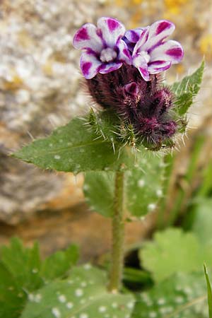 Anchusella variegata \ Bunte Ochsenzunge / Variegated Anchusa, Kreta/Crete Aradena 4.4.2015