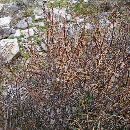 Berberis cretica \ Kretische Berberitze, Kreta Ideon Andron 2.4.2015