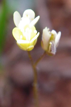 Biscutella didyma \ Einjhriges Brillenschtchen / Annual Buckler Mustard, Kreta/Crete Arhanes, Jouhtas 30.3.2015