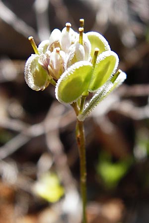 Biscutella didyma \ Einjhriges Brillenschtchen, Kreta Arhanes, Jouhtas 30.3.2015