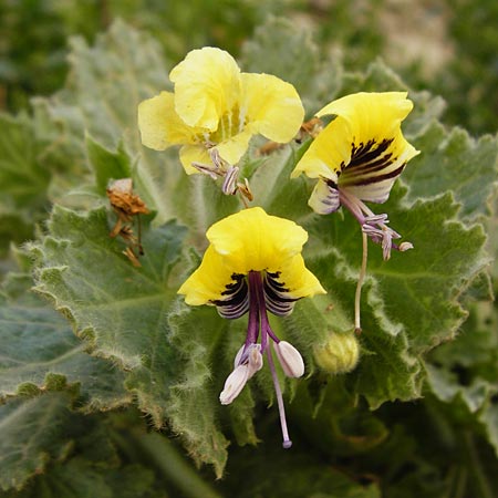 Hyoscyamus aureus \ Goldgelbes Bilsenkraut, Kreta Heraklion 31.3.2015