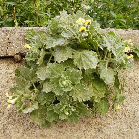 Hyoscyamus aureus \ Goldgelbes Bilsenkraut, Kreta Heraklion 31.3.2015