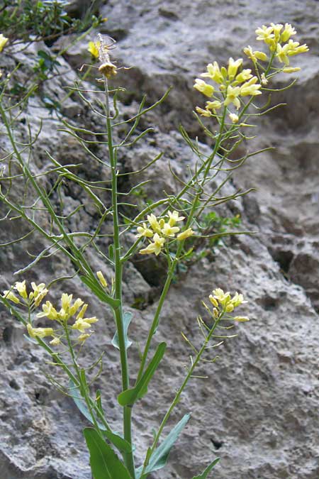 Brassica cretica \ Kretischer Kohl / Cretan Cabbage, Kreta/Crete Kotsifou - Schlucht / Gorge 2.4.2015