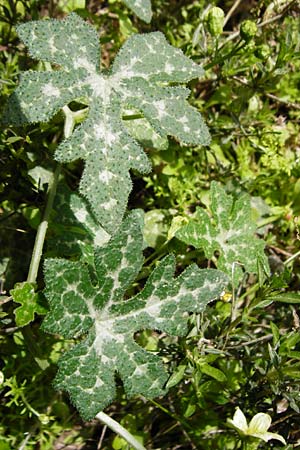 Bryonia cretica \ Zweihusige Zaunrbe, Kreta Aradena - Schlucht 4.4.2015