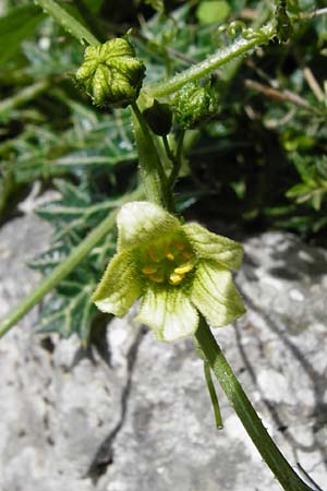 Bryonia cretica \ Zweihusige Zaunrbe / Cretan Bryony, Kreta/Crete Aradena - Schlucht / Gorge 4.4.2015