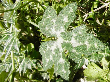 Bryonia cretica \ Zweihusige Zaunrbe / Cretan Bryony, Kreta/Crete Aradena - Schlucht / Gorge 4.4.2015