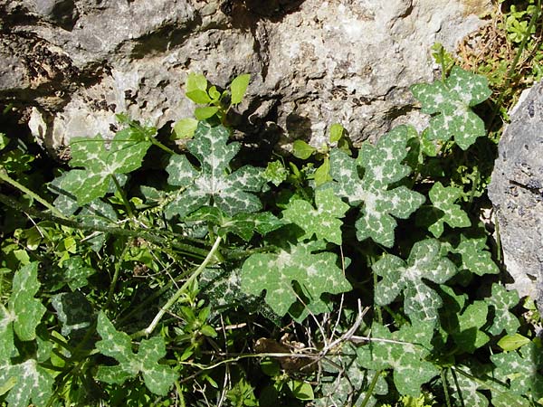 Bryonia cretica \ Zweihusige Zaunrbe, Kreta Aradena - Schlucht 4.4.2015