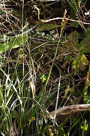 Carex halleriana \ Grundstielige Segge, Hallers Segge, Kreta Arhanes, Jouhtas 30.3.2015